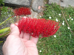 Xeronema callistemon