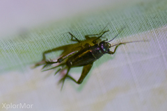 Neonemobius cubensis