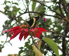 Papilio garamas garamas