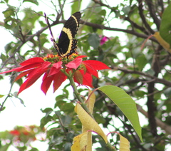 Papilio garamas garamas