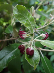 Pittosporum ralphii