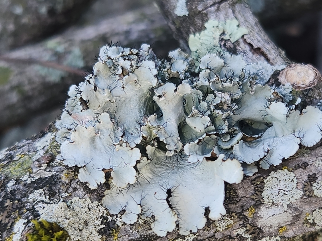 powdered ruffle lichen from Hempfield Township, PA, USA on April 14