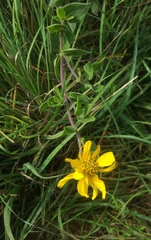 Helianthus mollis