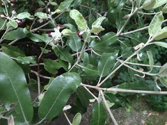 Pittosporum ralphii