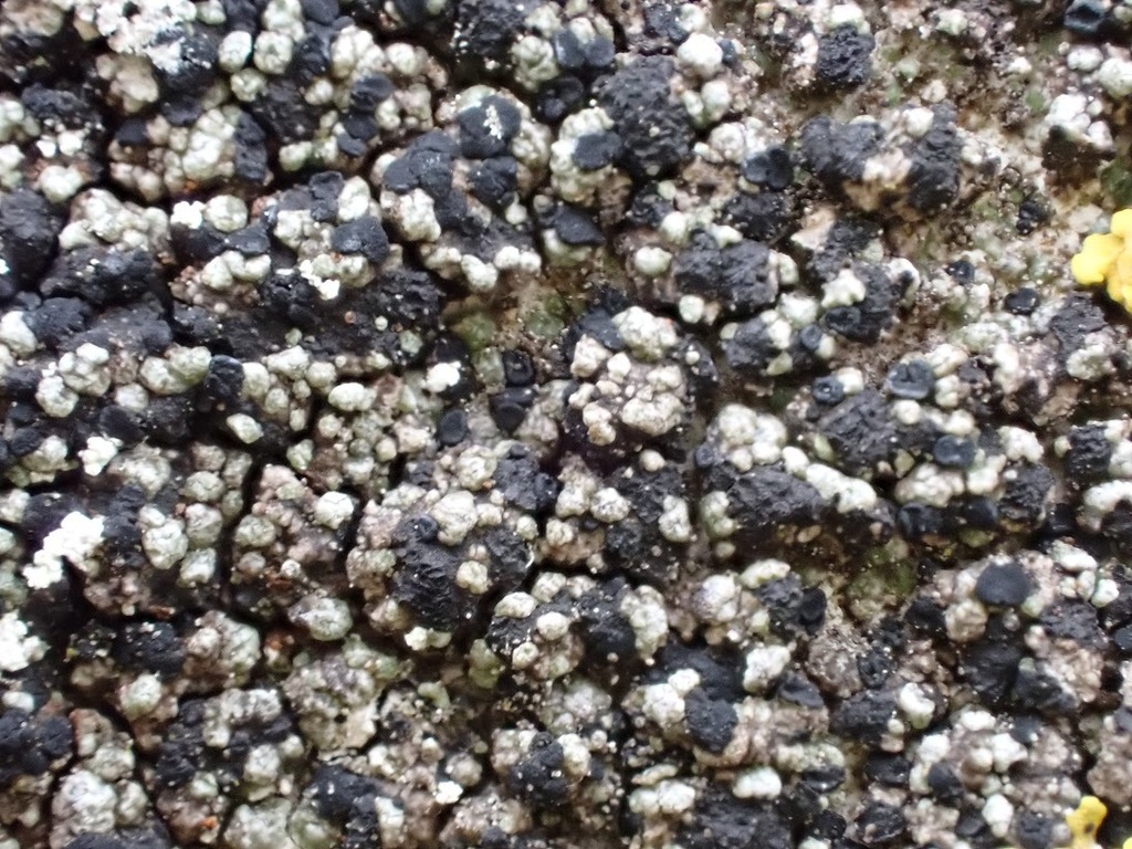 Toniniopsis aromatica