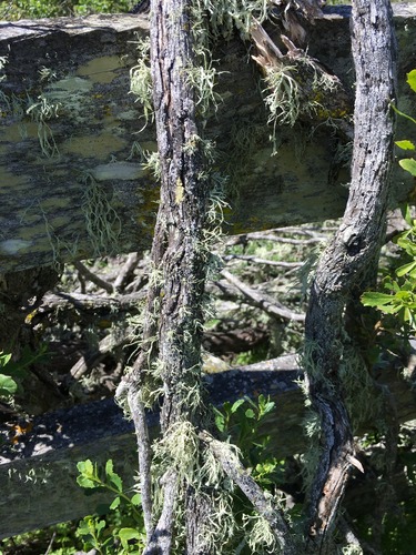 iNaturalist observation photo of bushy lichens, sea-fog lichens, and allies