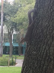 Sciurus carolinensis