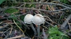 Psathyrella frustulenta