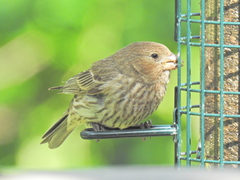Haemorhous mexicanus