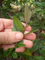 Veronica bishopiana