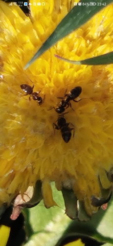 Black garden ant