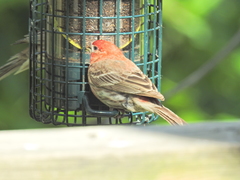 Haemorhous mexicanus