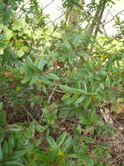 Veronica bishopiana