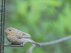 Haemorhous mexicanus