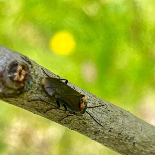 Early Sawfly photo 4