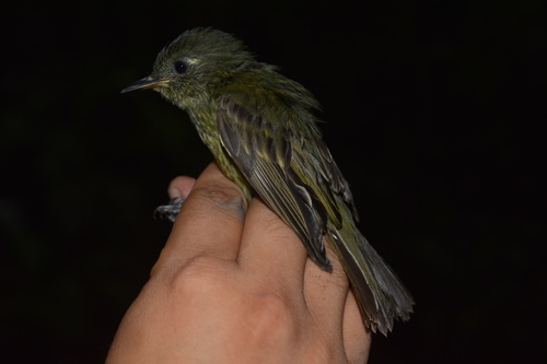 Mionectes galbinus