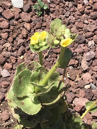 Portulaca molokiniensis 2