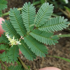 Desmanthus leptolobus