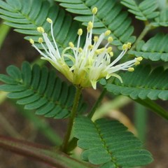 Desmanthus leptolobus