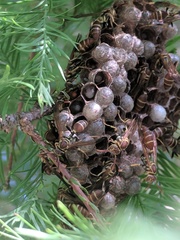 Mischocyttarus mexicanus cubicola