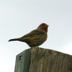 Haemorhous mexicanus