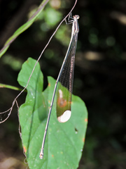 Mecistogaster ornata