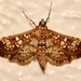 Assembly Moth - Photo (c) Royal Tyler, some rights reserved (CC BY-NC-SA), uploaded by Royal Tyler