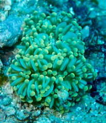 Euphyllia cristata