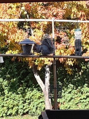 Sciurus carolinensis