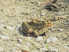 Lithobates pipiens