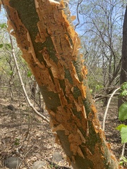 Bursera simaruba image