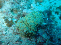 Euphyllia cristata