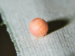 Dynastor darius stygianus