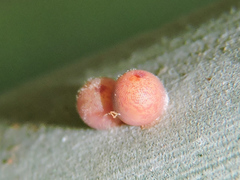 Dynastor darius stygianus