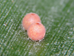 Dynastor darius stygianus