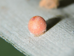 Dynastor darius stygianus