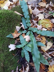 Asplenium scolopendrium americanum