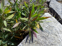 Dichanthelium scribnerianum