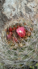 Eriosyce curvispina