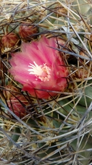 Eriosyce curvispina