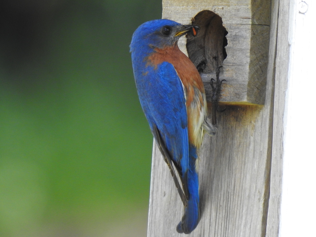 Eastern Bluebird from Flower Mound, TX, USA on April 14, 2023 at 05:00 ...