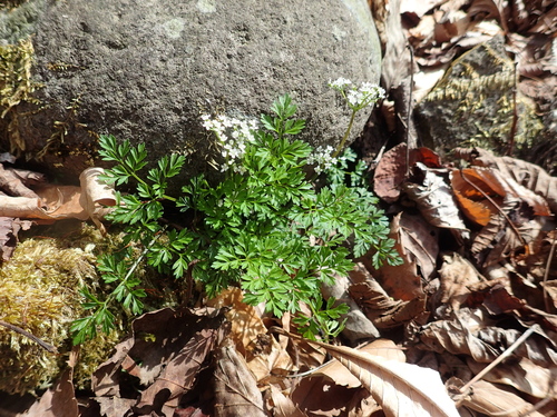 Chamaele decumbens iNat (2)