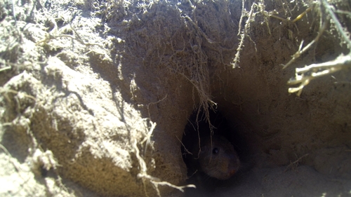 Río Negro Tuco-tuco (Ctenomys rionegrensis) — Endangered Mammalia