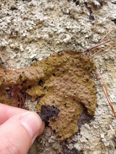 Pennsylvania Toadskin Lichen