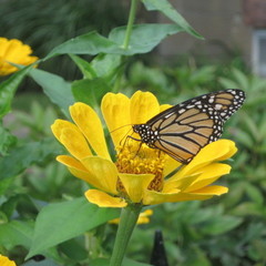 Danaus plexippus