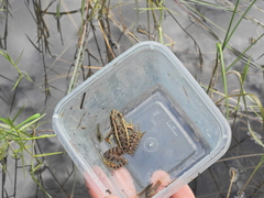Lithobates pipiens
