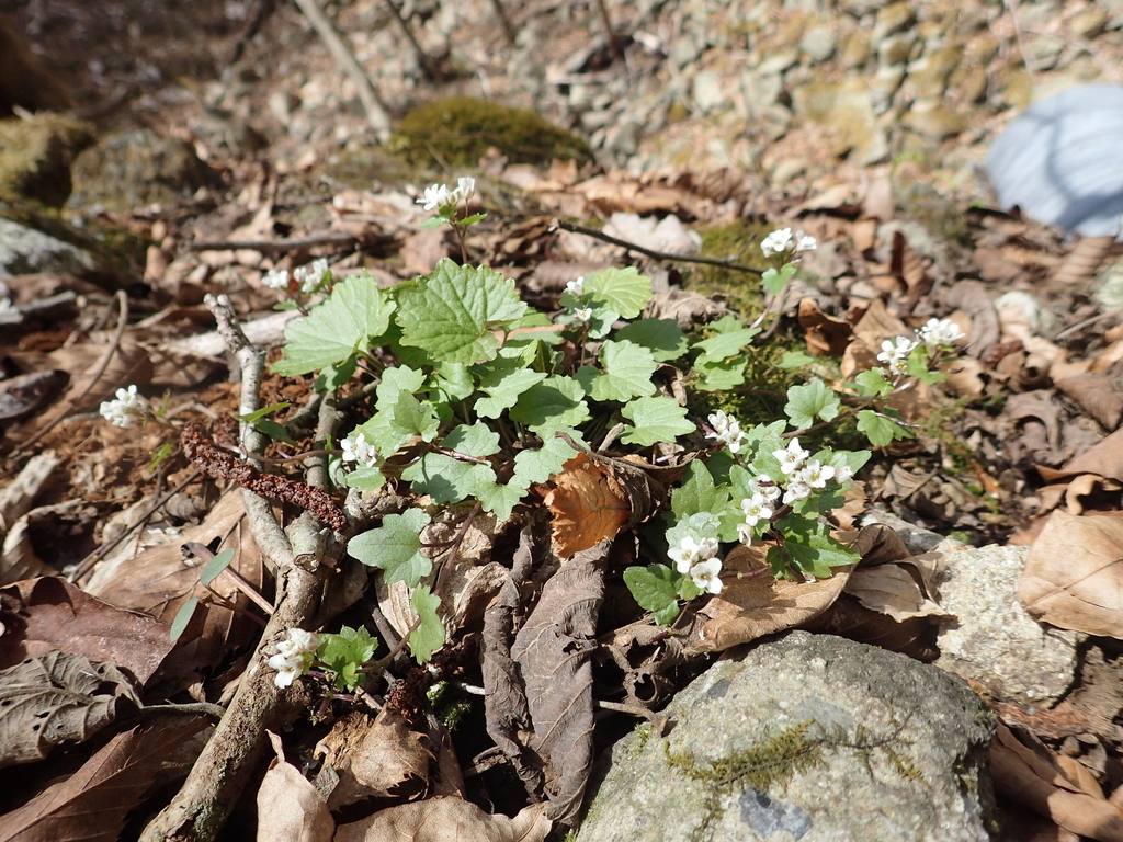 Eutrema tenue in April 2023 by hakkahamushi · iNaturalist