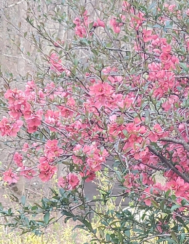 Chaenomeles speciosa