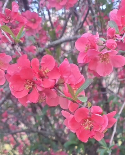 Chaenomeles speciosa
