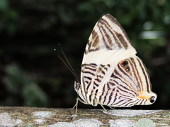 Colobura dirce dirce